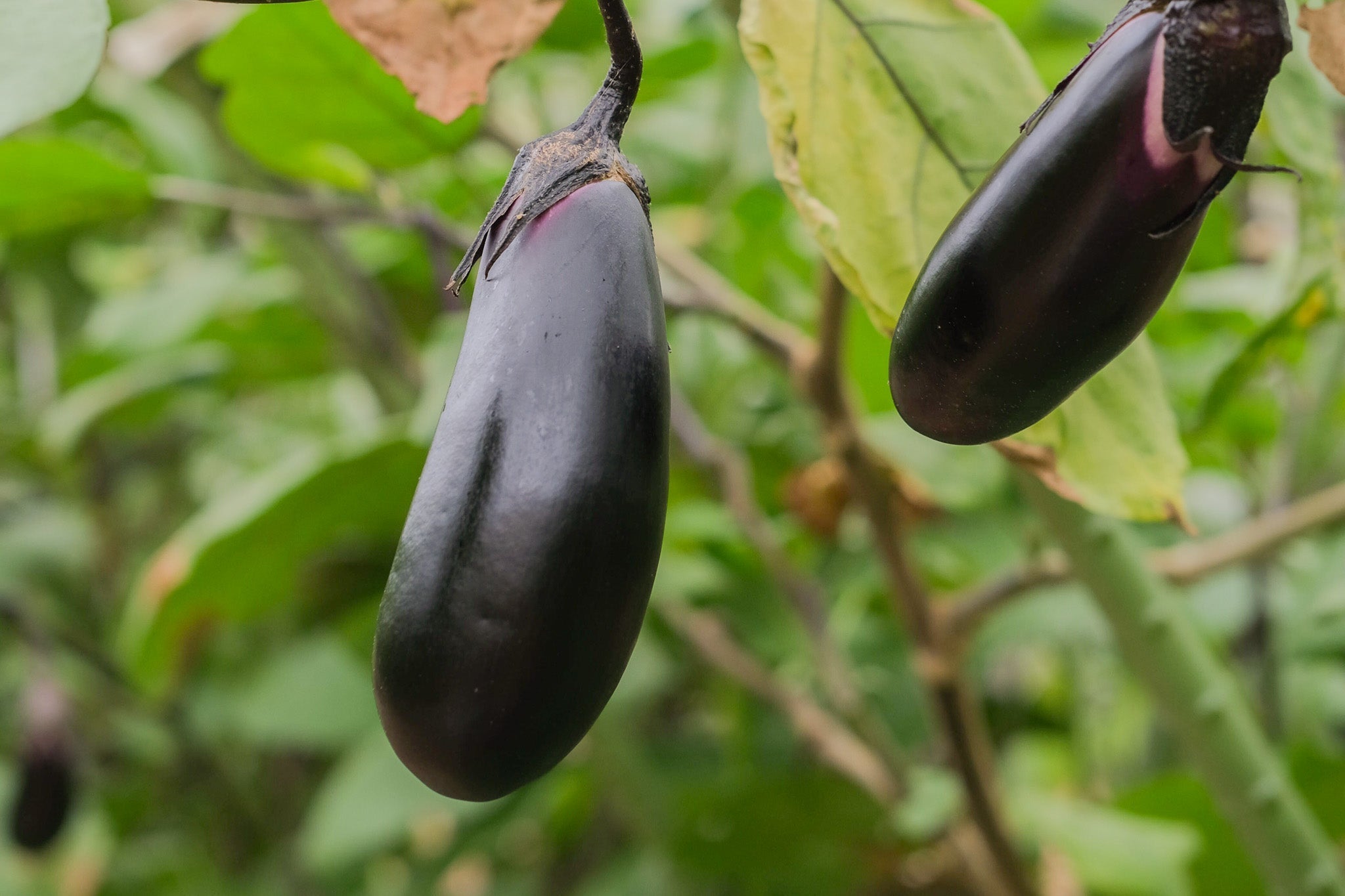 Closing the Loop : Coffee Compost Project <Part2>