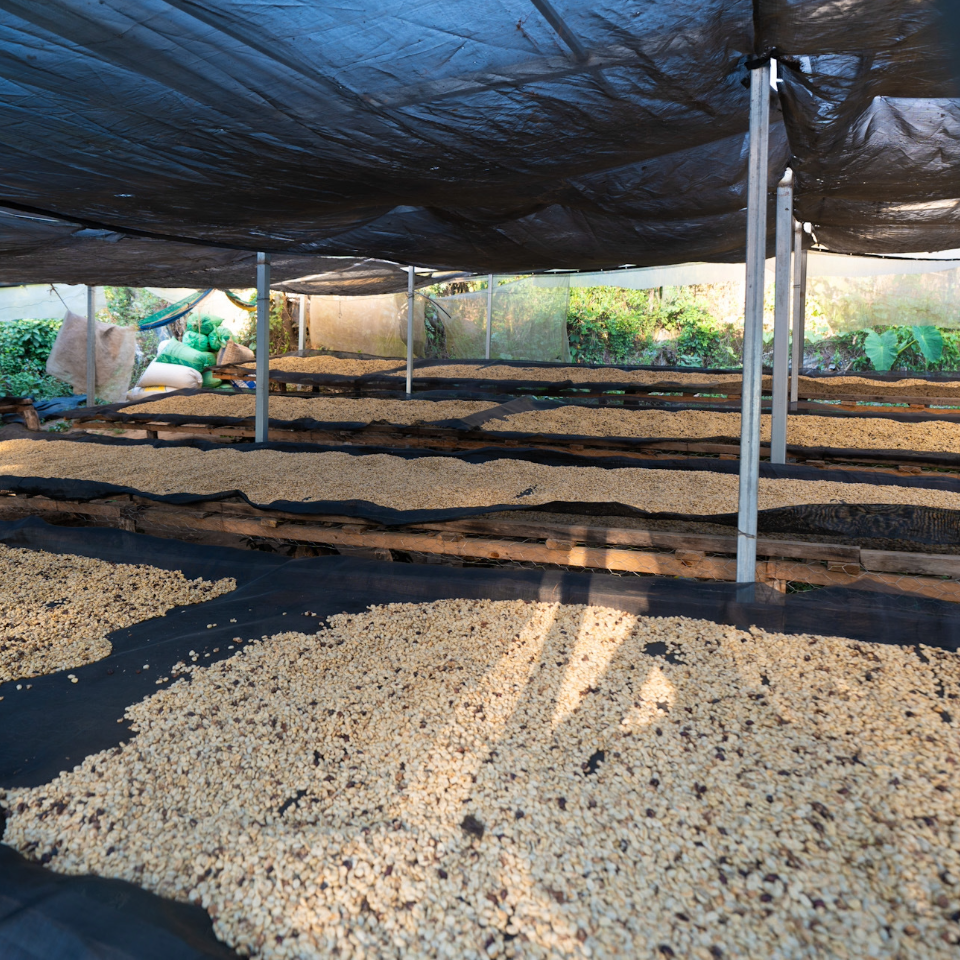 エルサルバドル ミレイディ農園 パカマラ種 フリーウォッシュド - 生豆