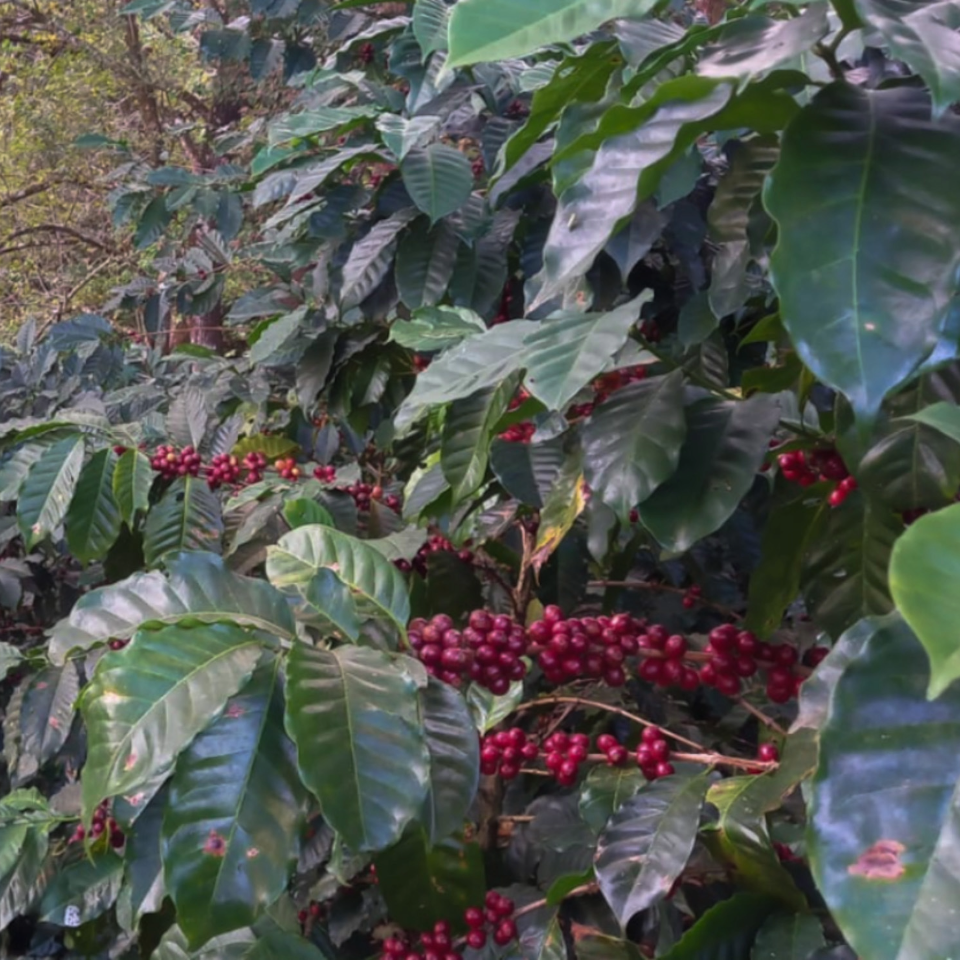 エルサルバドル ロマ・パチャ農園 パカマラ ウォッシュド - 生豆