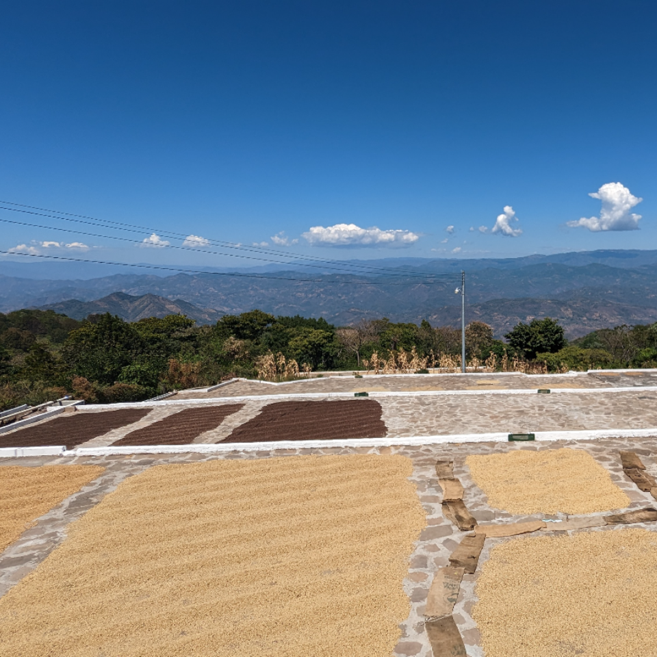エルサルバドル ブエナ・エスペランサ農園 テキシック フリーウォッシュド - 生豆