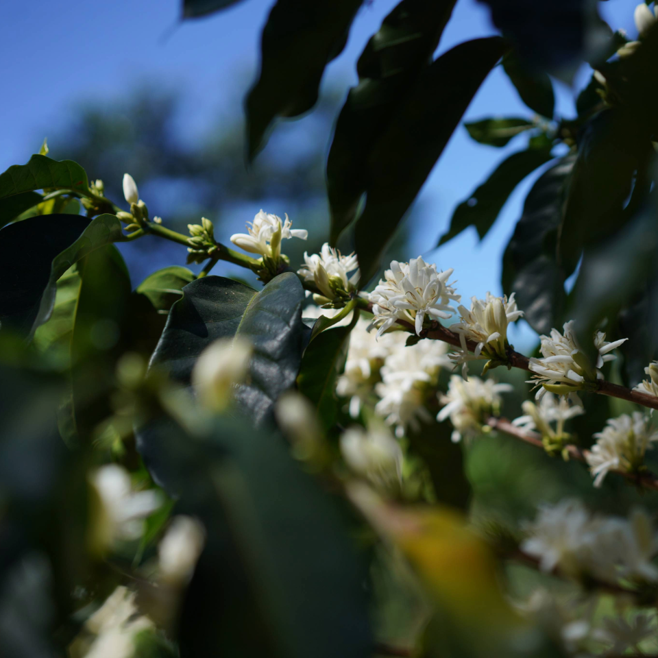 エルサルバドル ブエナ・エスペランサ農園 テキシック フリーウォッシュド - 生豆