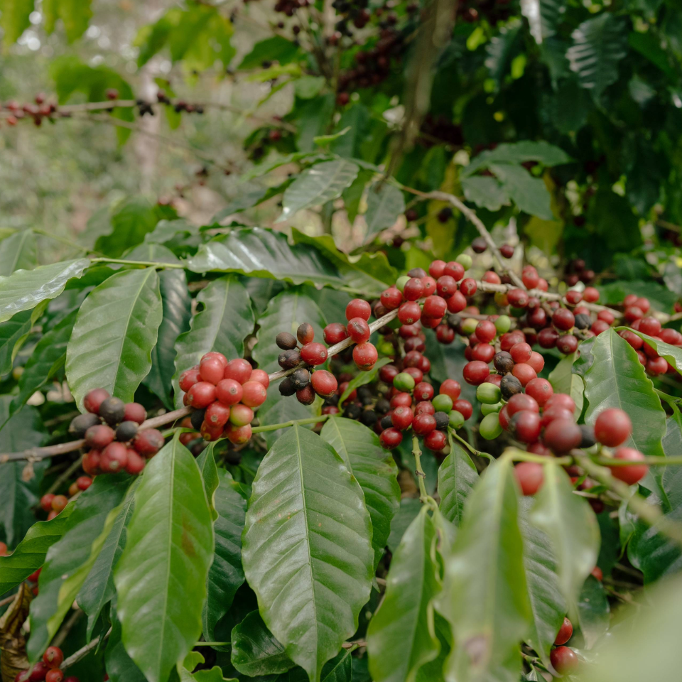 グアテマラ グッドコーヒーファームズ