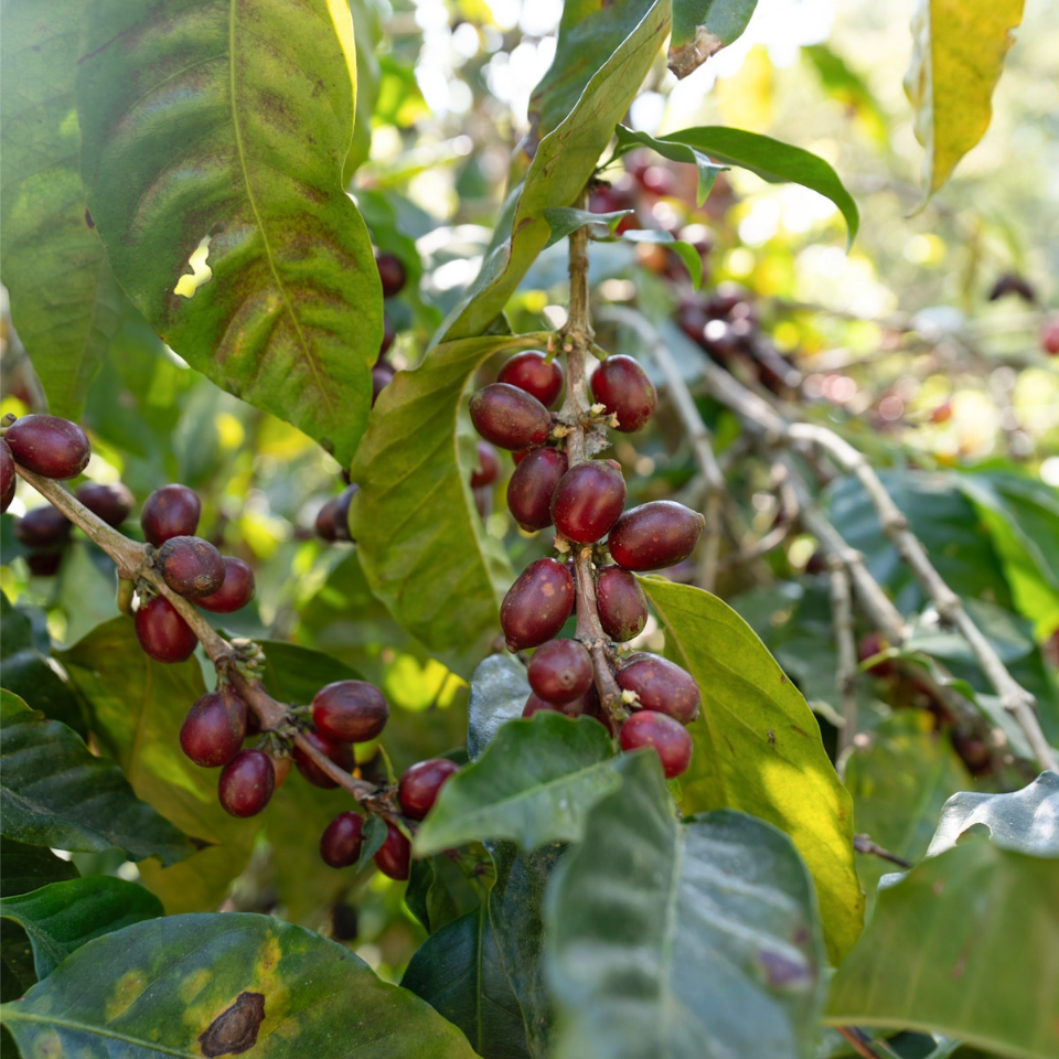 エルサルバドル ミレイディ農園 パカマラ