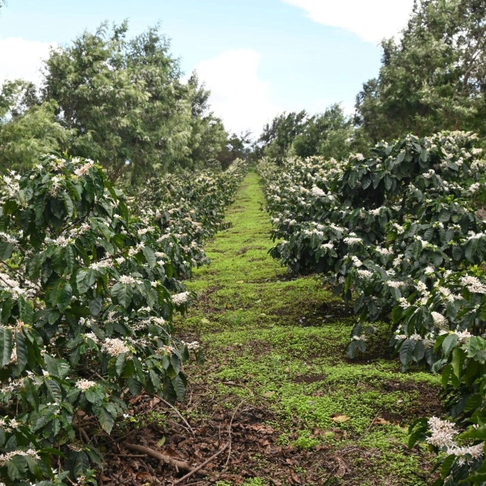 タンザニア アカシアヒルズ ゲイシャ