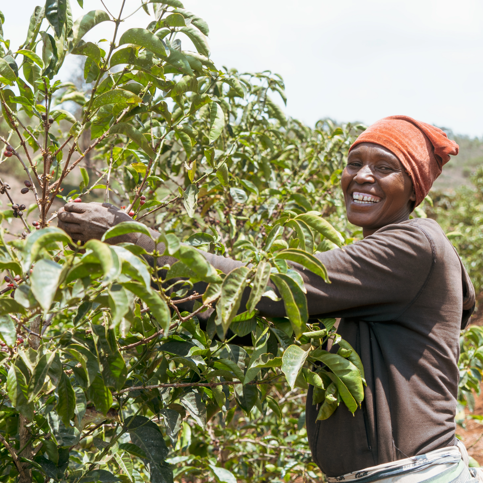 タンザニア アカシアヒルズ ゲイシャ