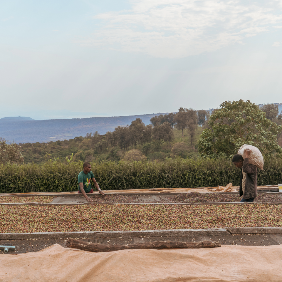 タンザニア アカシアヒルズ ゲイシャ