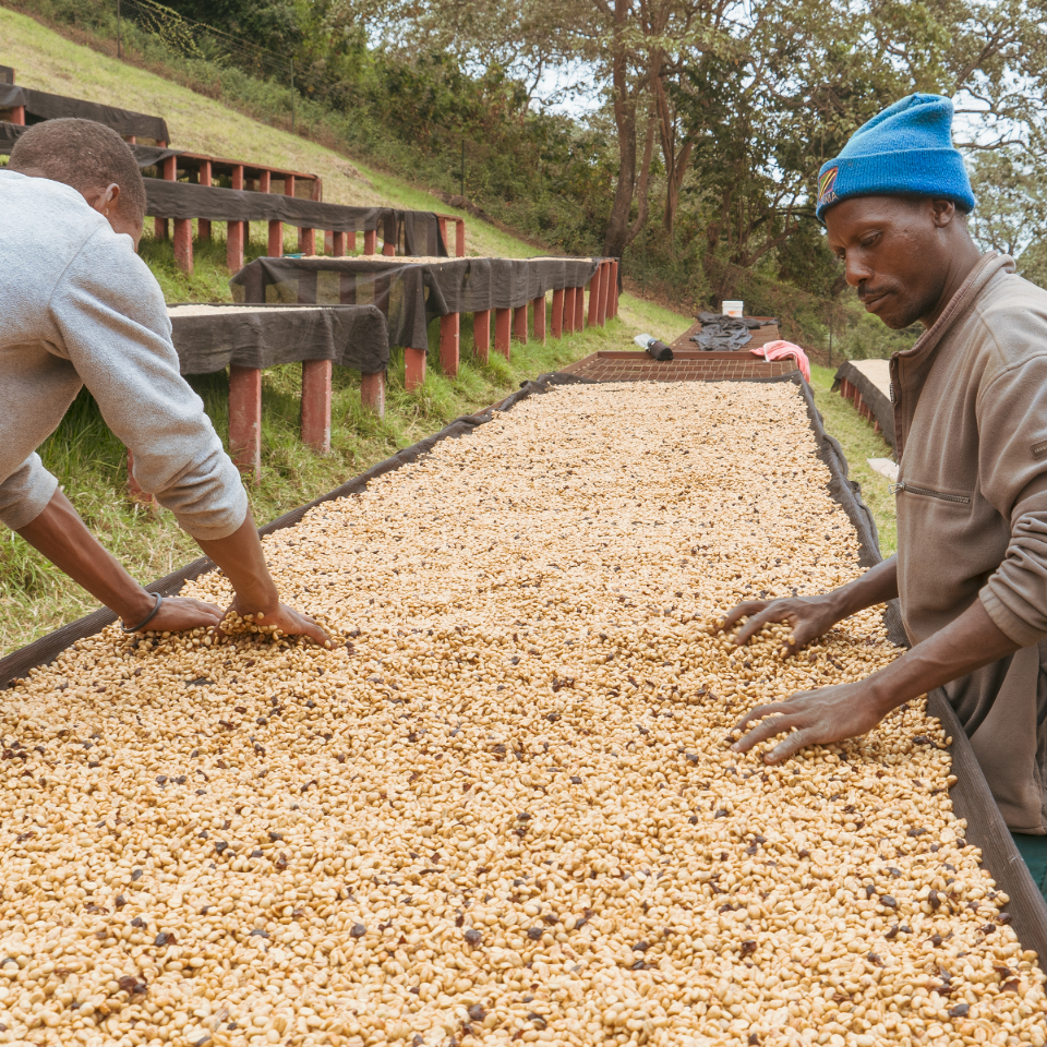 タンザニア アカシアヒルズ ゲイシャ