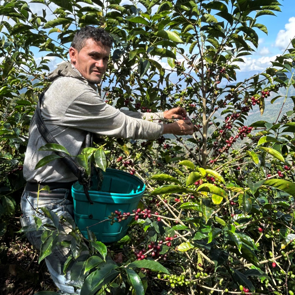 ペルー ミラフローレス農園