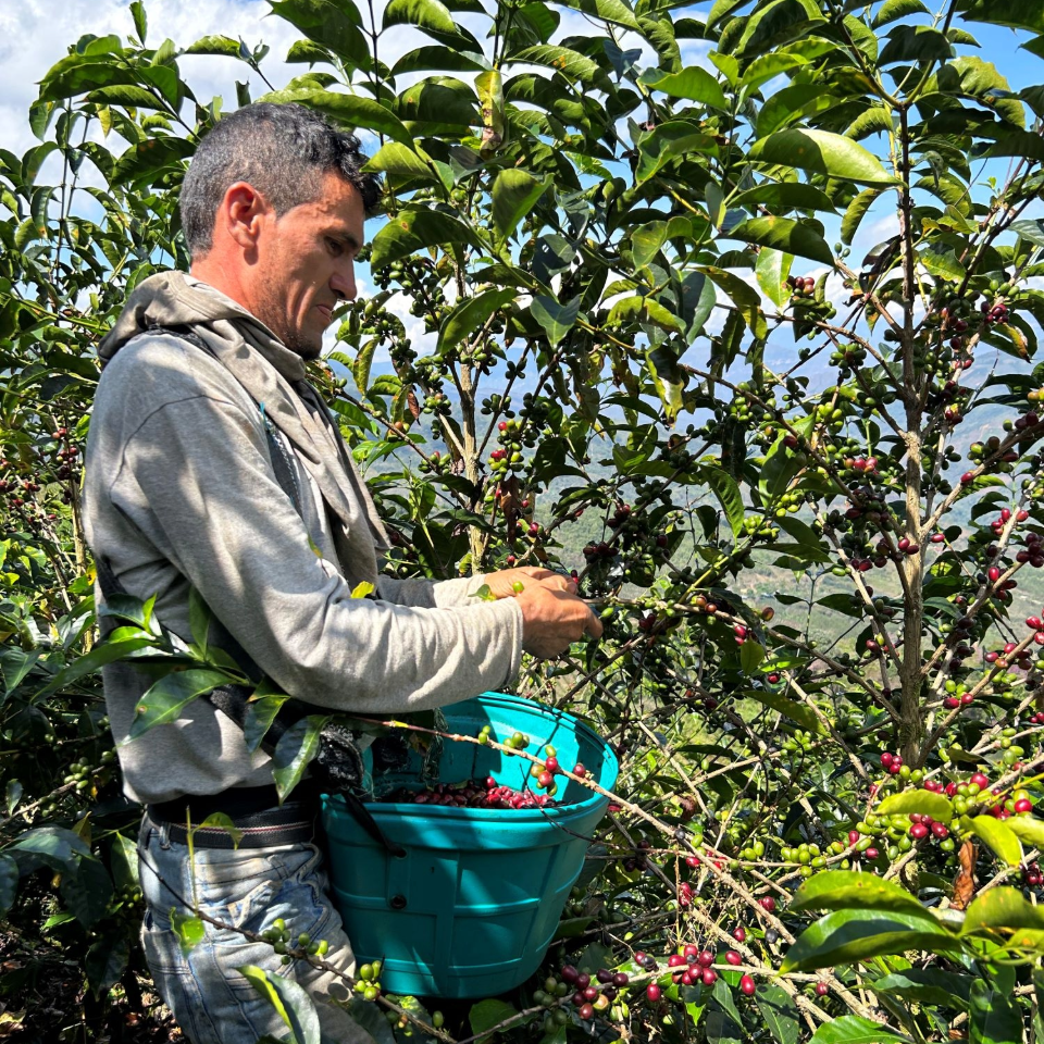 ペルー ミラフローレス農園