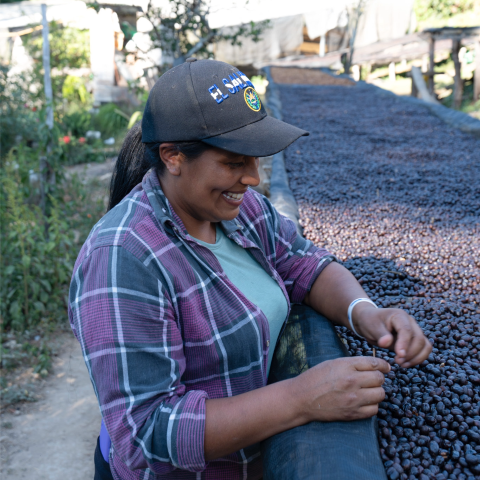 エルサルバドル ミレイディ農園 パカマラ フリーウォッシュド - 生豆