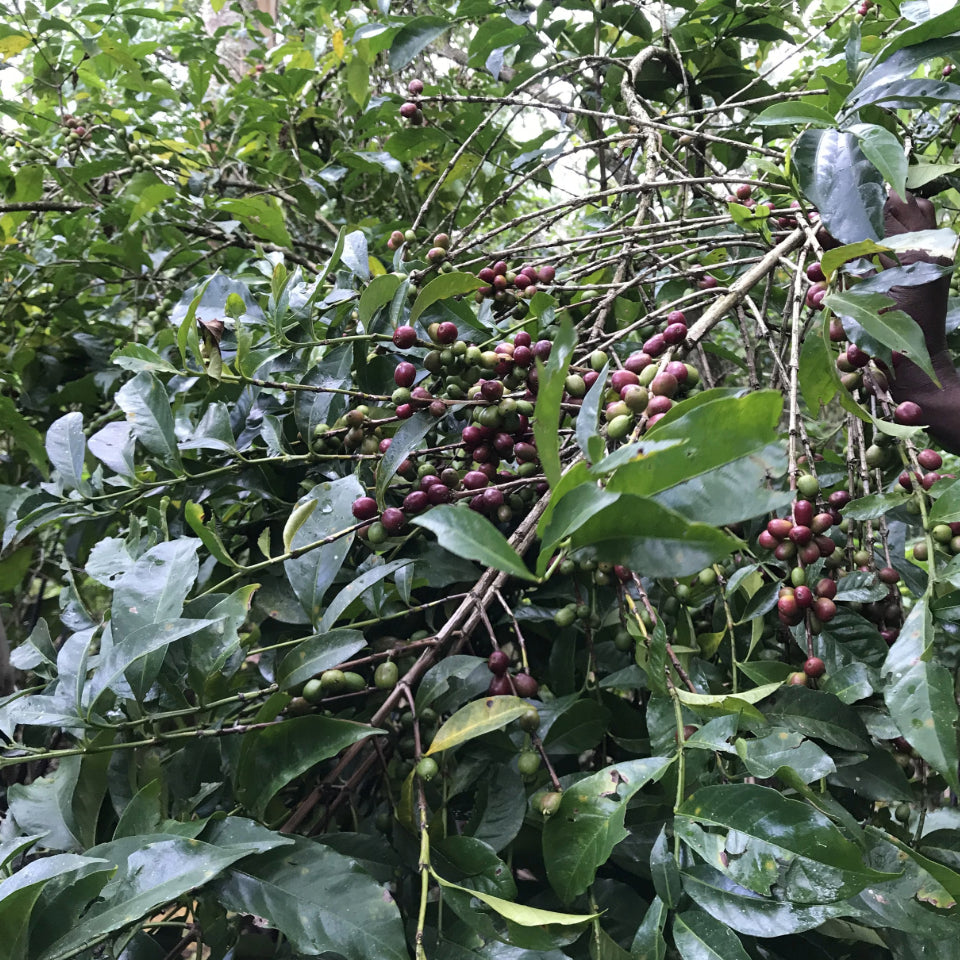 エチオピア ベンティ・ネンカ