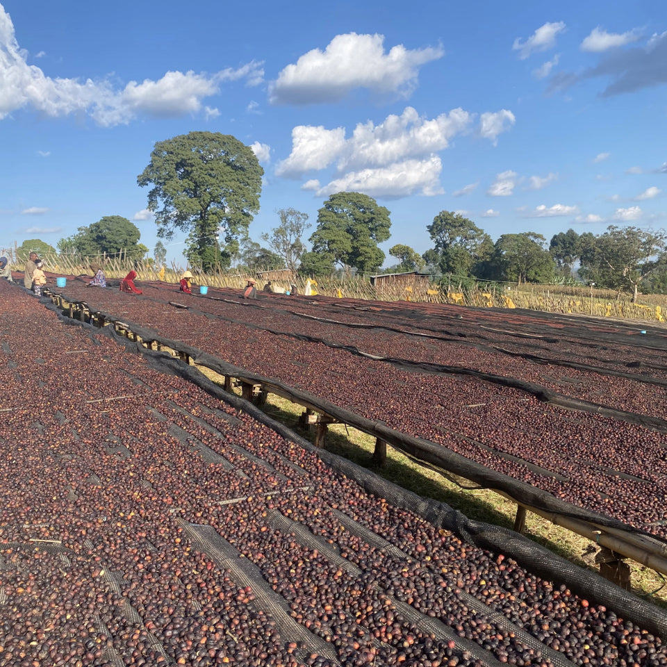 エチオピア ベンティ・ネンカ