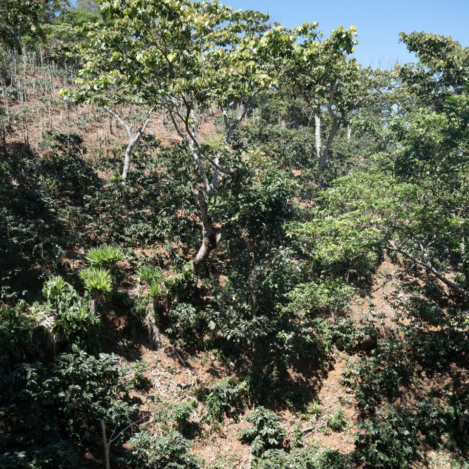 エルサルバドル ブエナ・エスペランサ農園 カスティージョ ウォッシュド