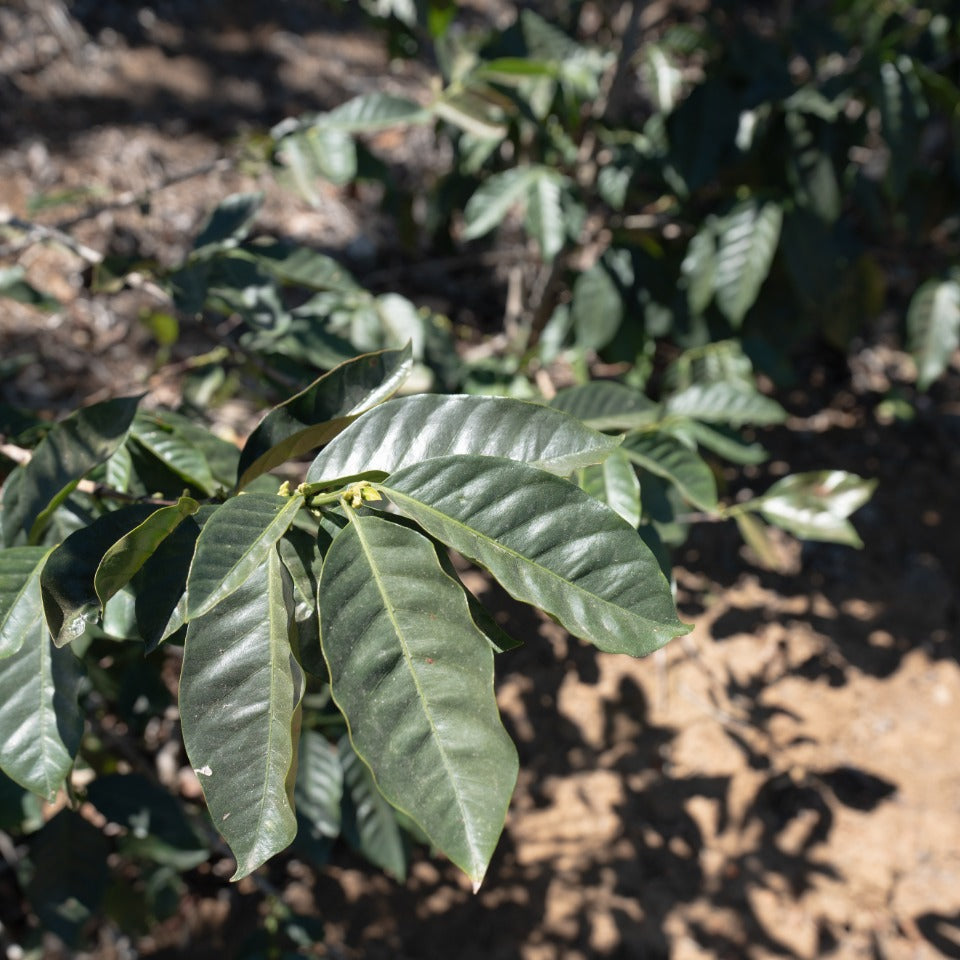 エルサルバドル ブエナ・エスペランサ農園 カスティージョ ウォッシュド