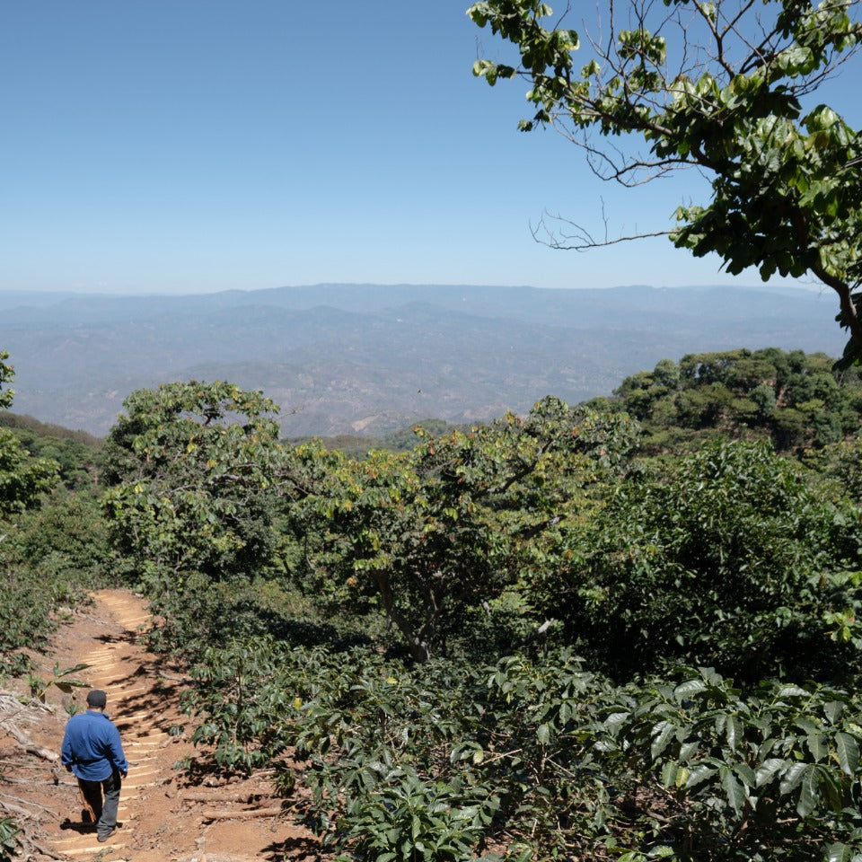エルサルバドル ブエナ・エスペランサ農園 カスティージョ ウォッシュド