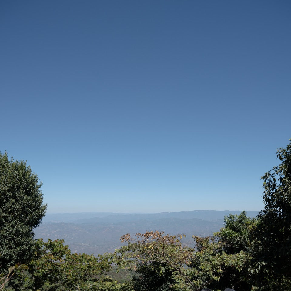 エルサルバドル ブエナ・エスペランサ農園 カスティージョ ウォッシュド