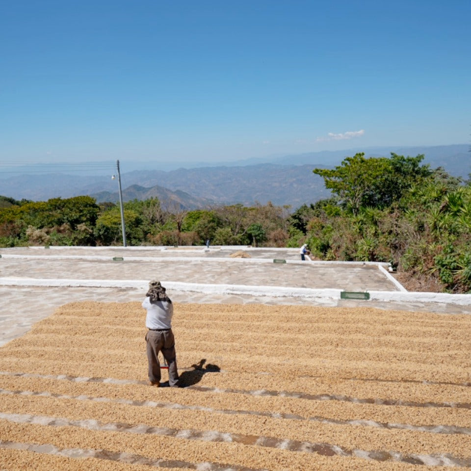 エルサルバドル ブエナ・エスペランサ農園 カスティージョ ウォッシュド