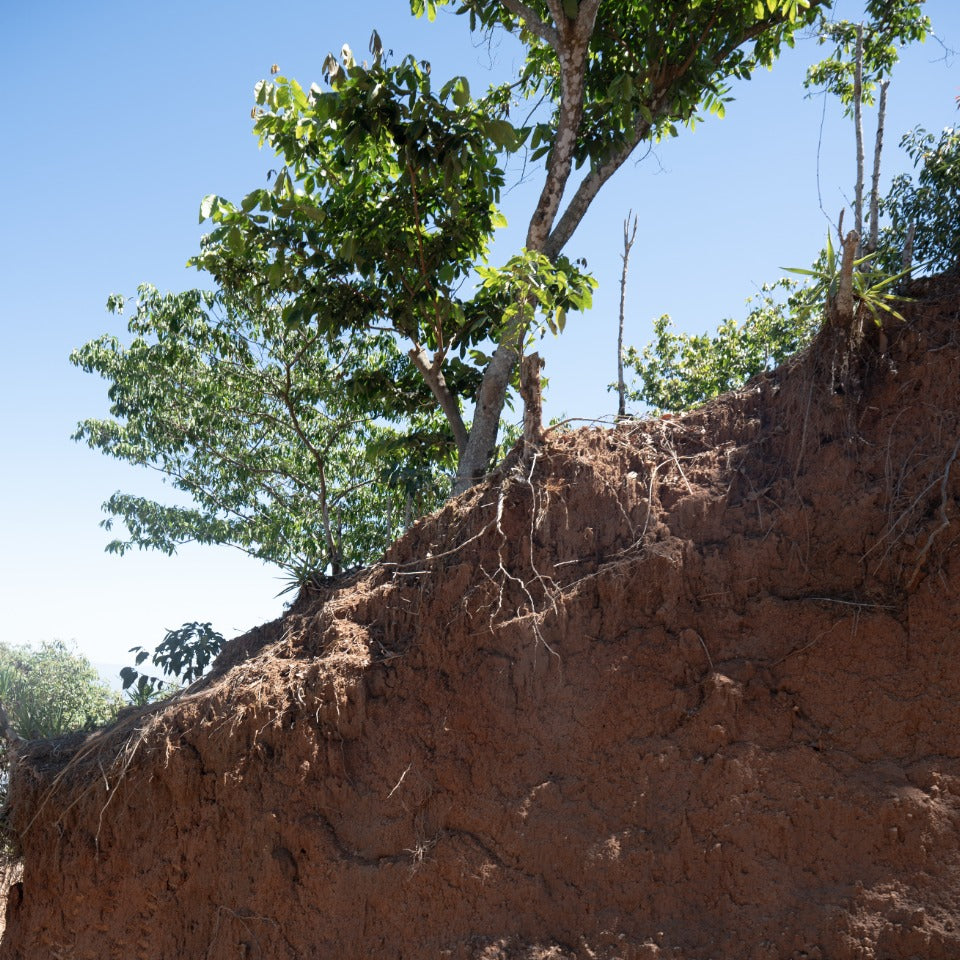 エルサルバドル ブエナ・エスペランサ農園 カスティージョ ウォッシュド