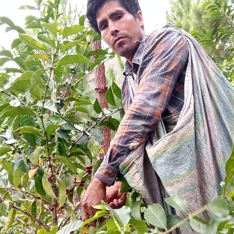 ペルー カンポ・ヴェルデ農園 ウォッシュド(COE2024 #2)