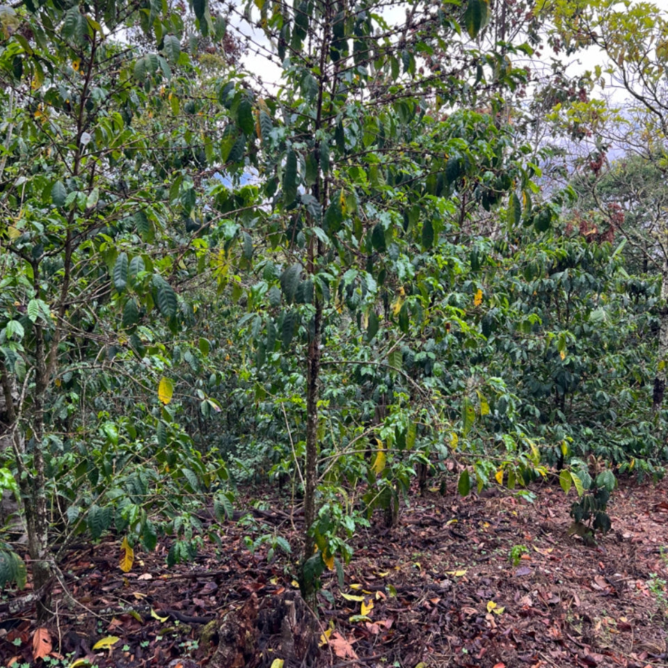 エクアドル クララ・ラス農園 ゲイシャ