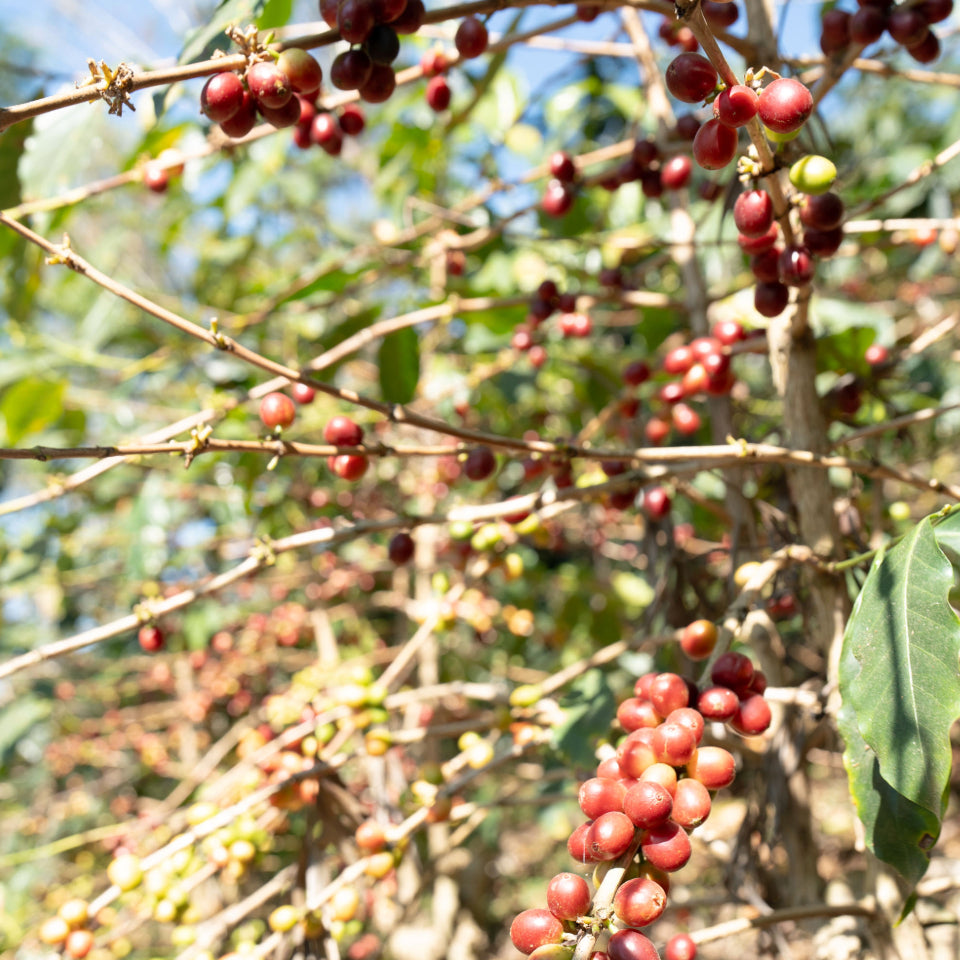 グアテマラ エル・コロリド ラクティック ナチュラル