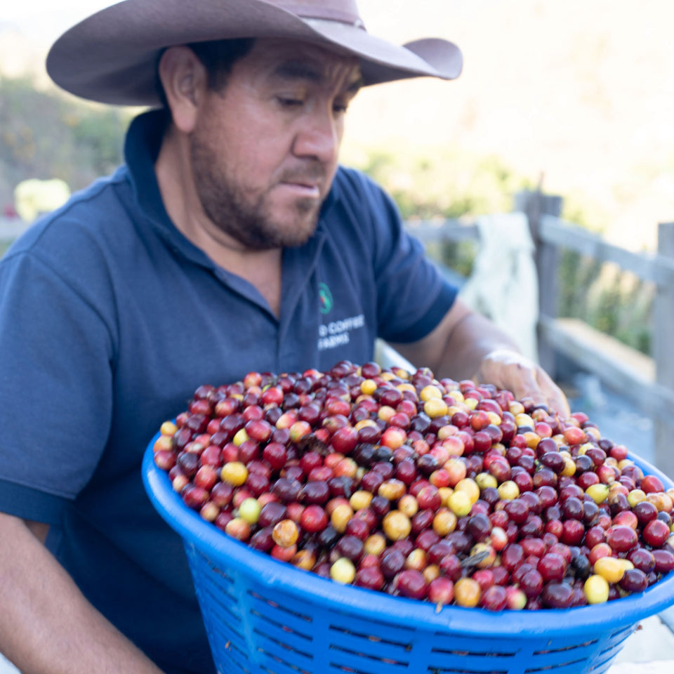 グアテマラ エル・コロリド ラクティック ナチュラル