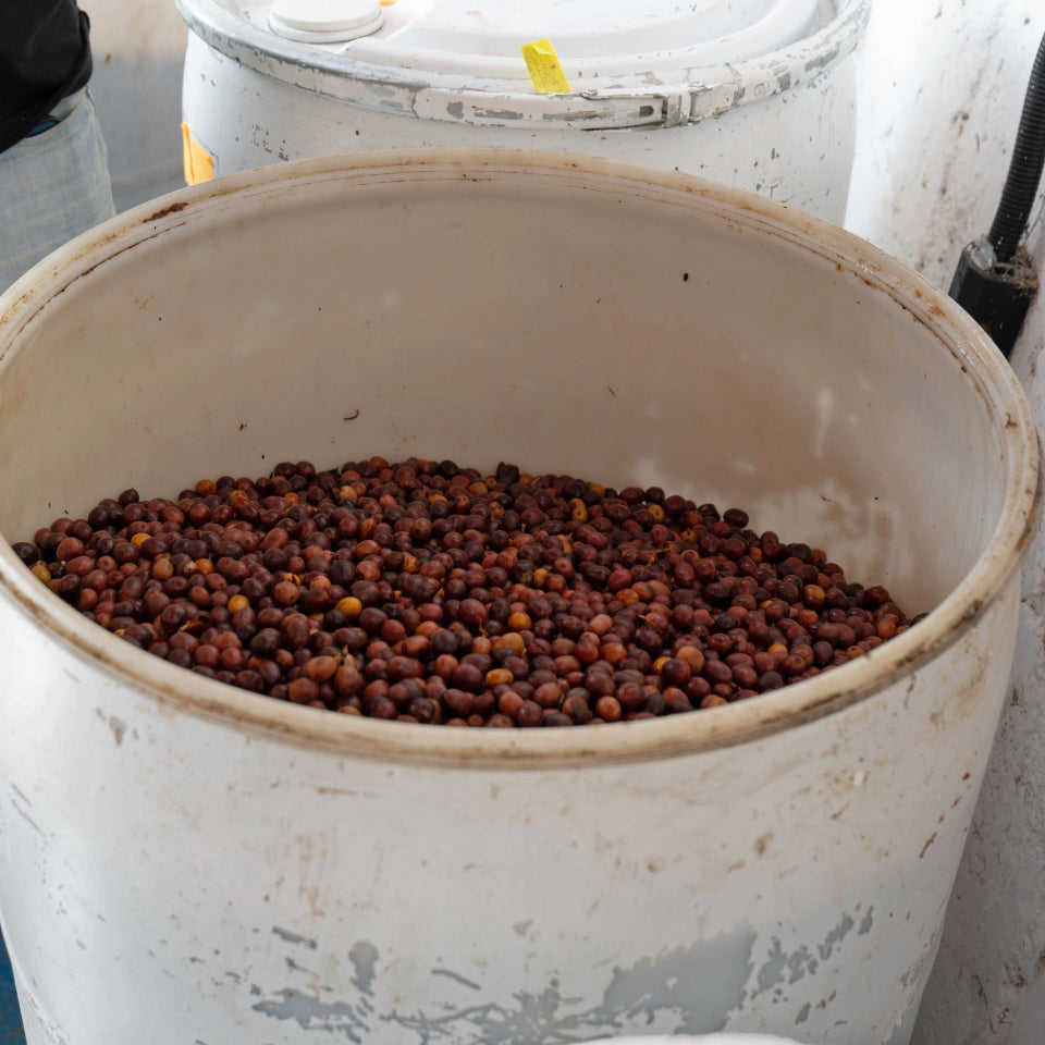 グアテマラ エル・コロリド ラクティック ナチュラル