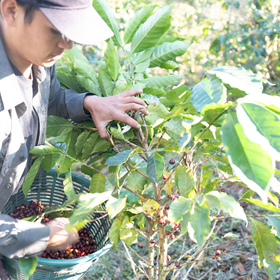 グアテマラ エル・コロリド ラクティック ナチュラル