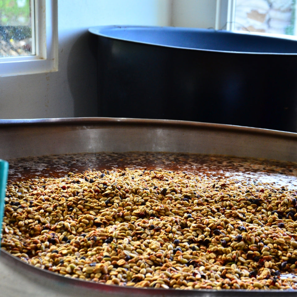 【限定20名様】パナマ・ゲイシャコーヒー飲み比べ会 in 荻窪