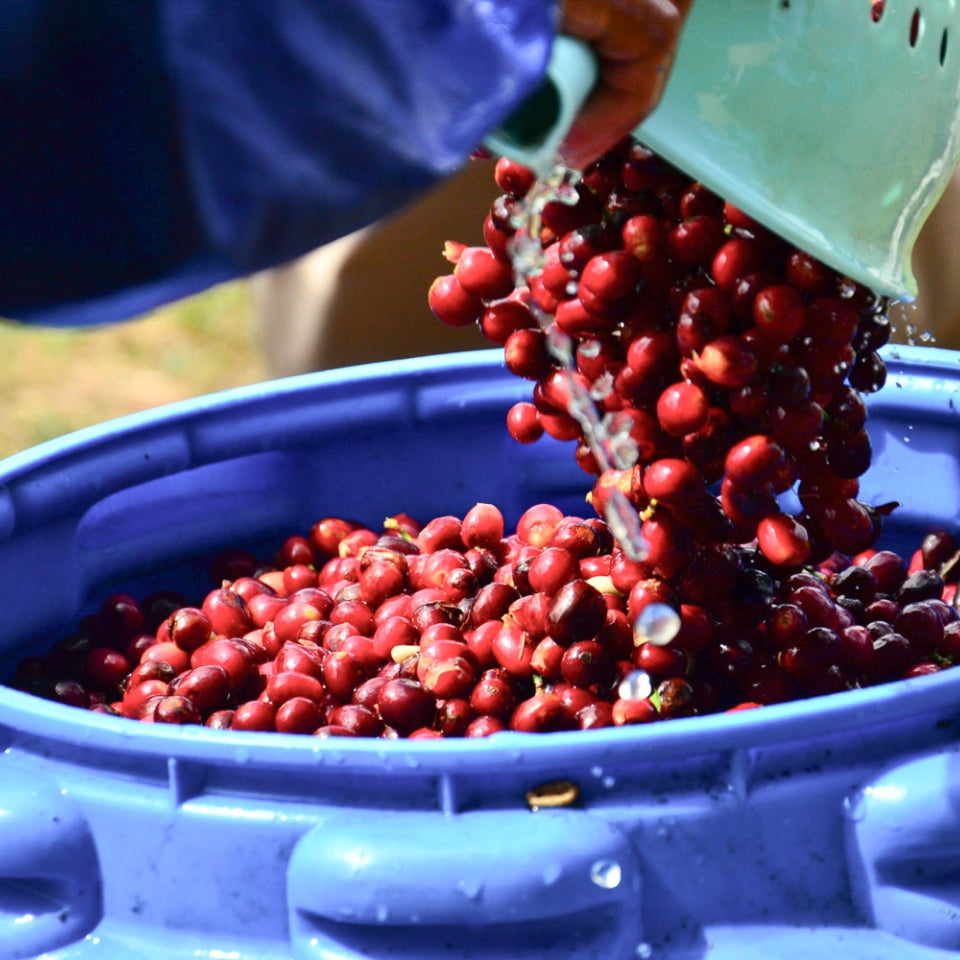 【限定20名様】パナマ・ゲイシャコーヒー飲み比べ会 in 荻窪