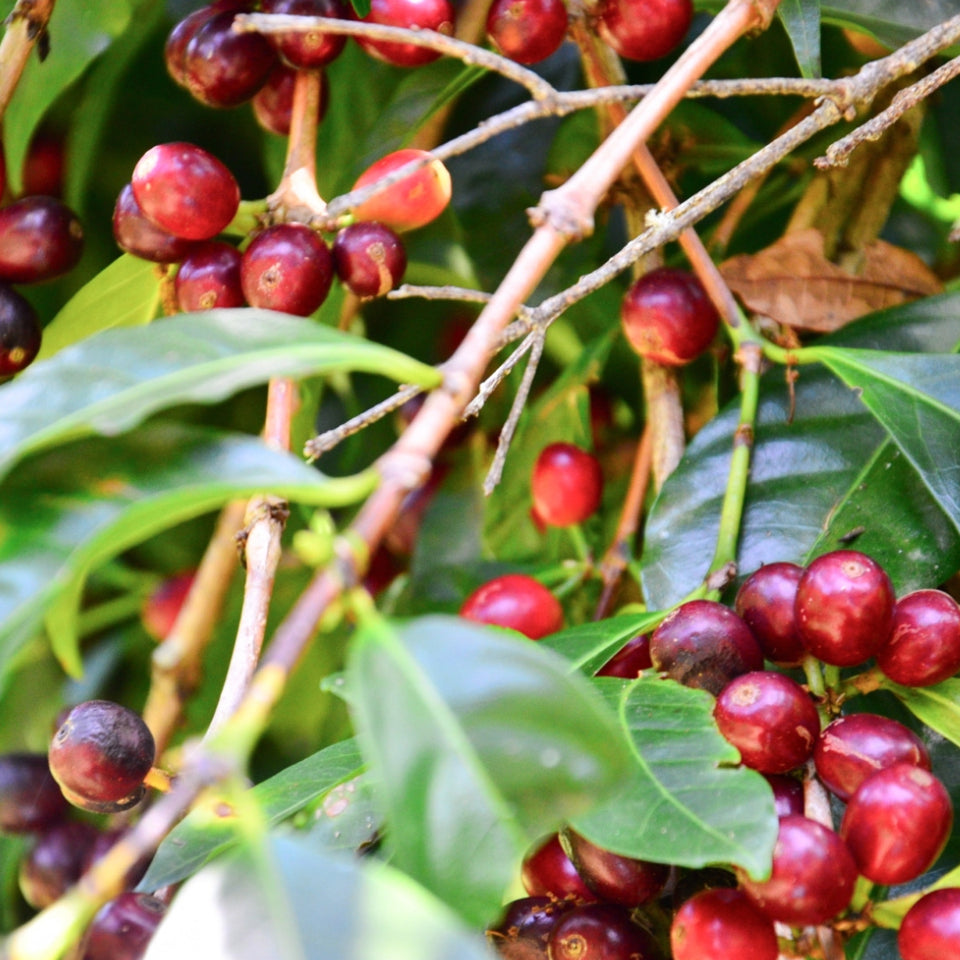 【限定20名様】パナマ・ゲイシャコーヒー飲み比べ会 in 荻窪