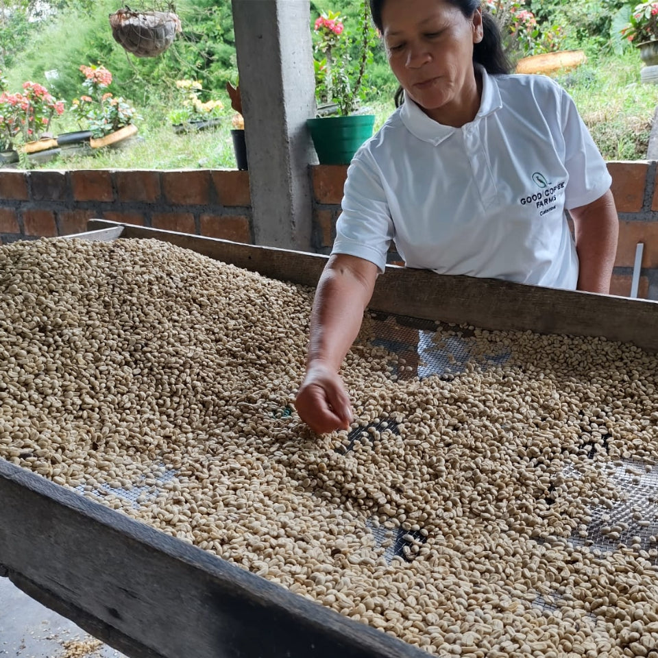 コロンビア エル・ディヴィソ農園 カツーラ