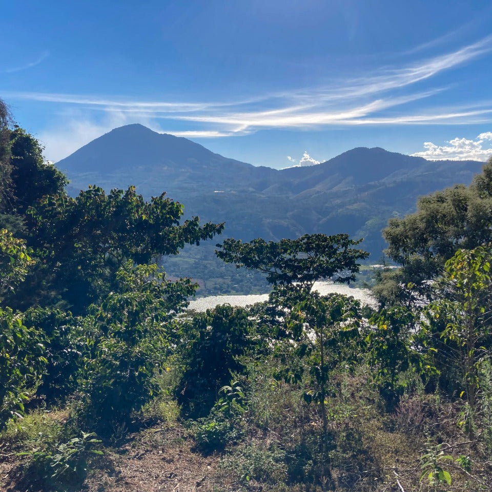 コーヒーバッグ「グアテマラ フロレンシア農園 ブルボン ウォッシュド」