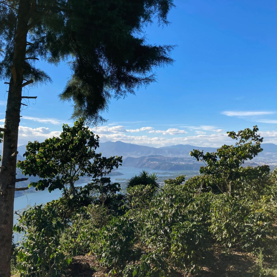 コーヒーバッグ「グアテマラ フロレンシア農園 ブルボン ウォッシュド」