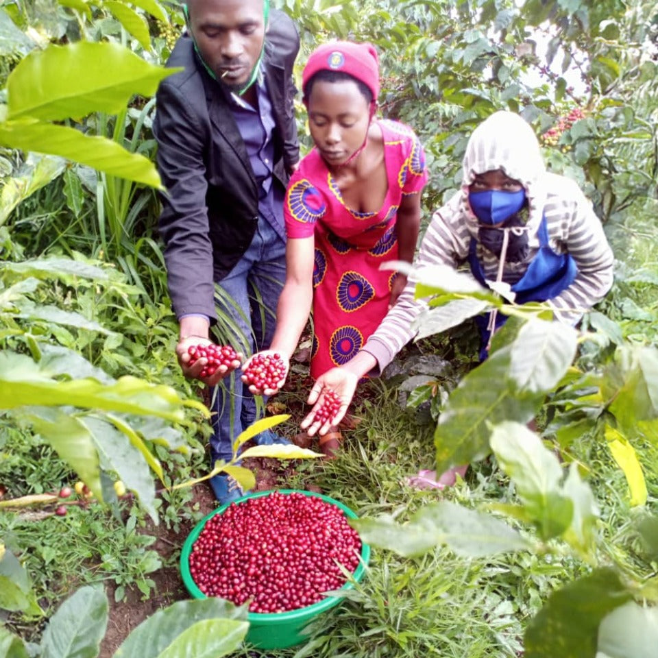 ルワンダ ガタレ