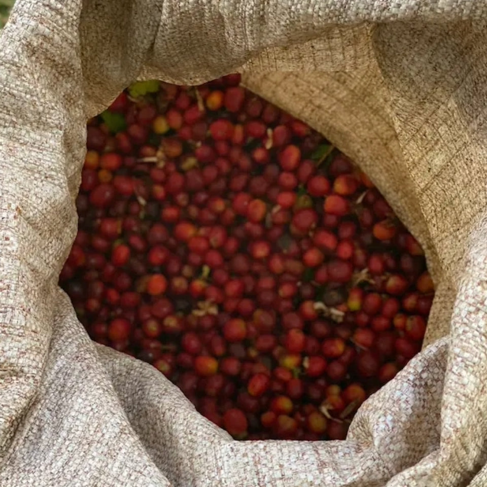 パナマ アイリス農園 ゲイシャ シンメトリー