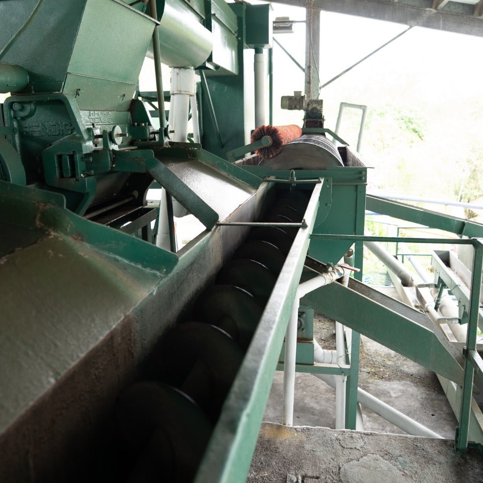 パナマ ジャンソン農園 ゲイシャ アナエロビック ナチュラル