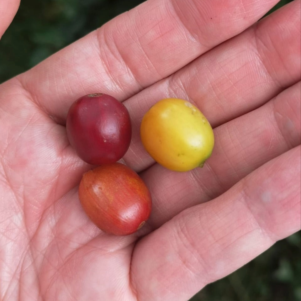 コロンビア ラ・カバーニャ農園 ピンクブルボン