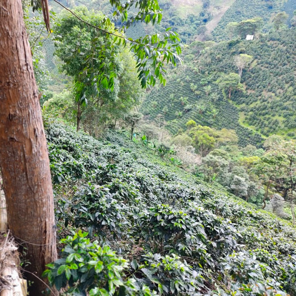 コロンビア ラ・カバーニャ農園 ピンクブルボン