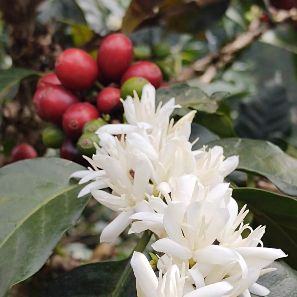コロンビア ラ・カバーニャ農園 ピンクブルボン