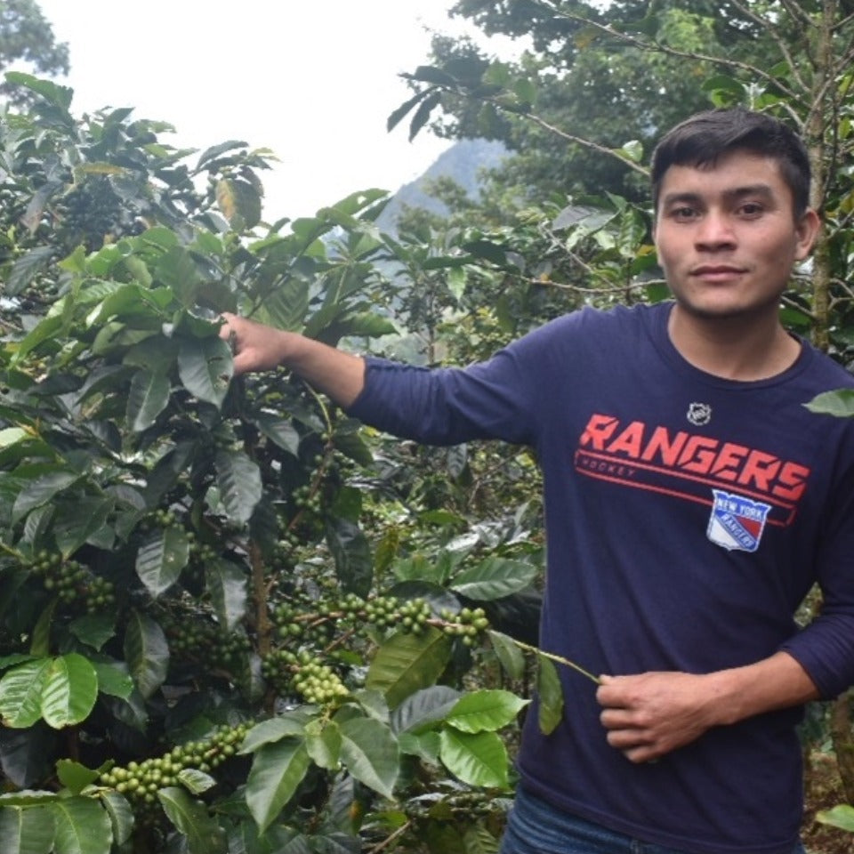 ホンジュラス ラ・ラハ農園 ティピカ ウォッシュド