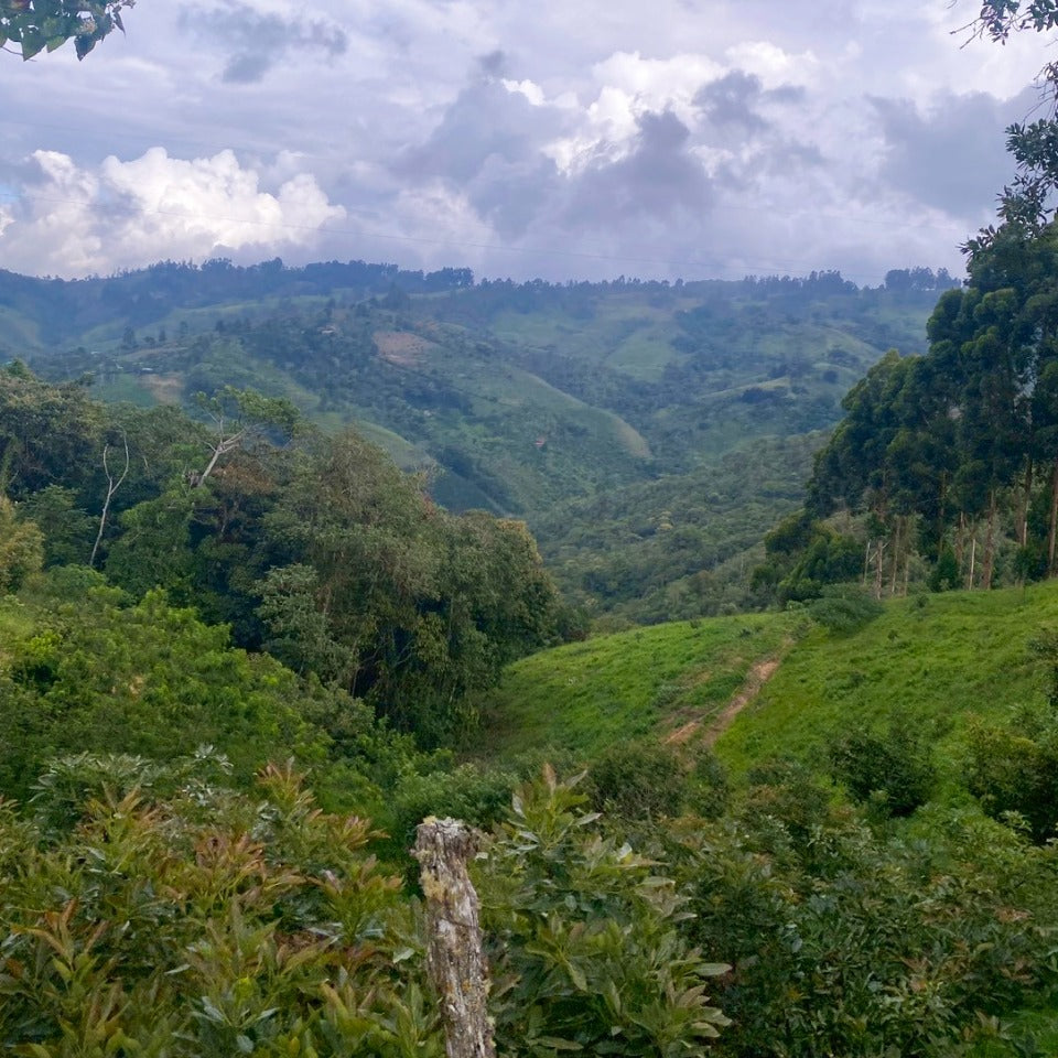 コロンビア ラ・ナチュラ農園 ウシュウシュ セレサ・ハニー