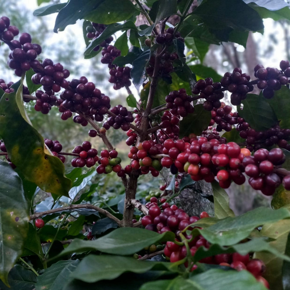 グアテマラ リキダンバル農園 ゲイシャ