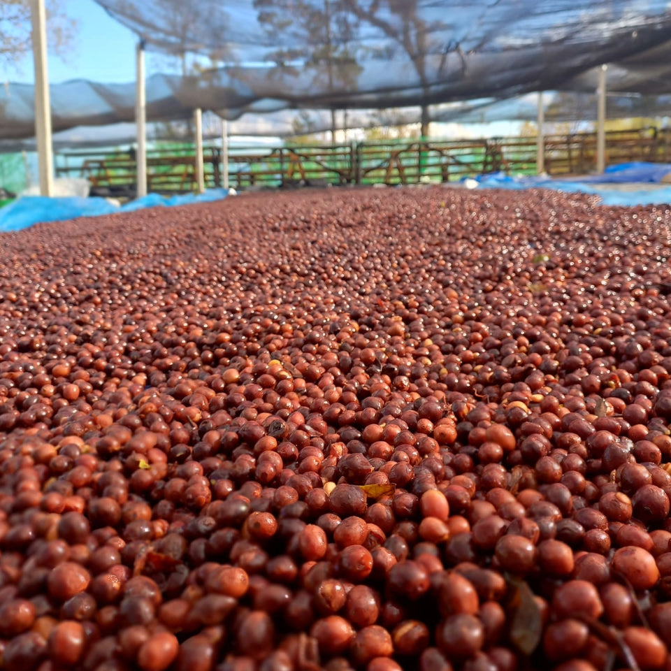 グアテマラ リキダンバル農園 ゲイシャ
