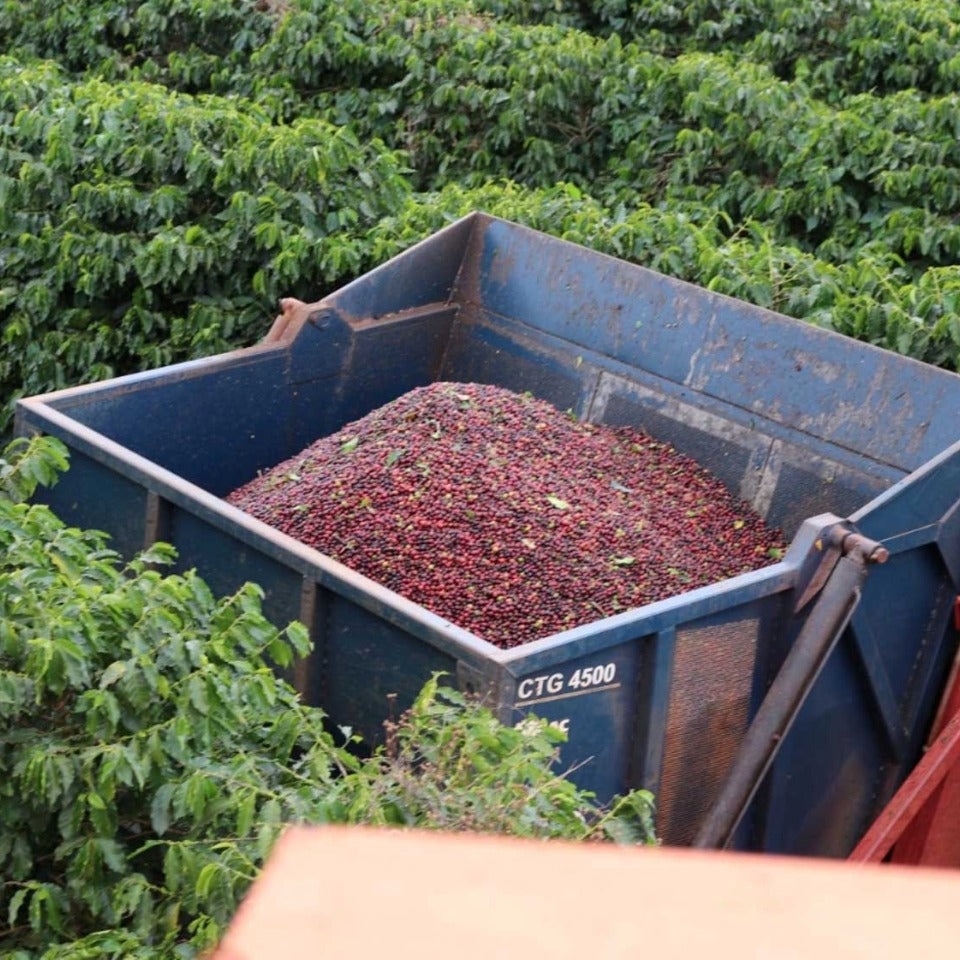 【SALE】コーヒーバッグ「ブラジル M&F COFFEE アララ アナエロビック ナチュラル」