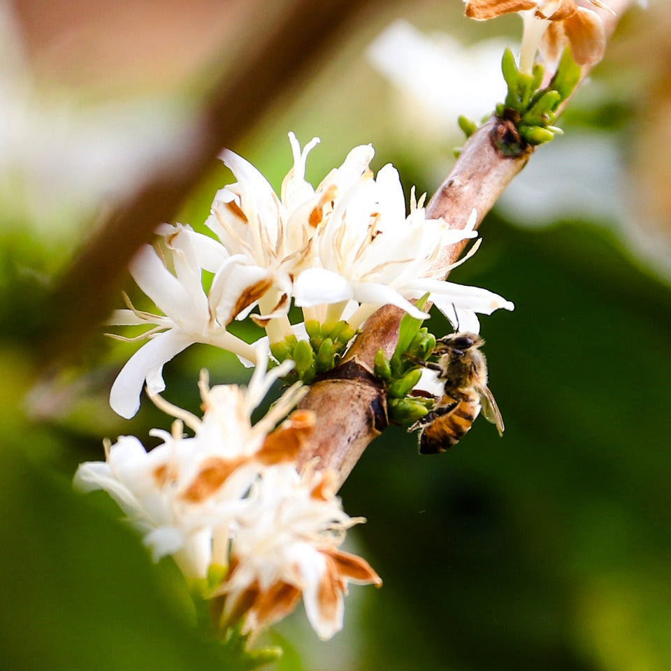 【SALE】コーヒーバッグ「ブラジル M&F COFFEE アララ アナエロビック ナチュラル」