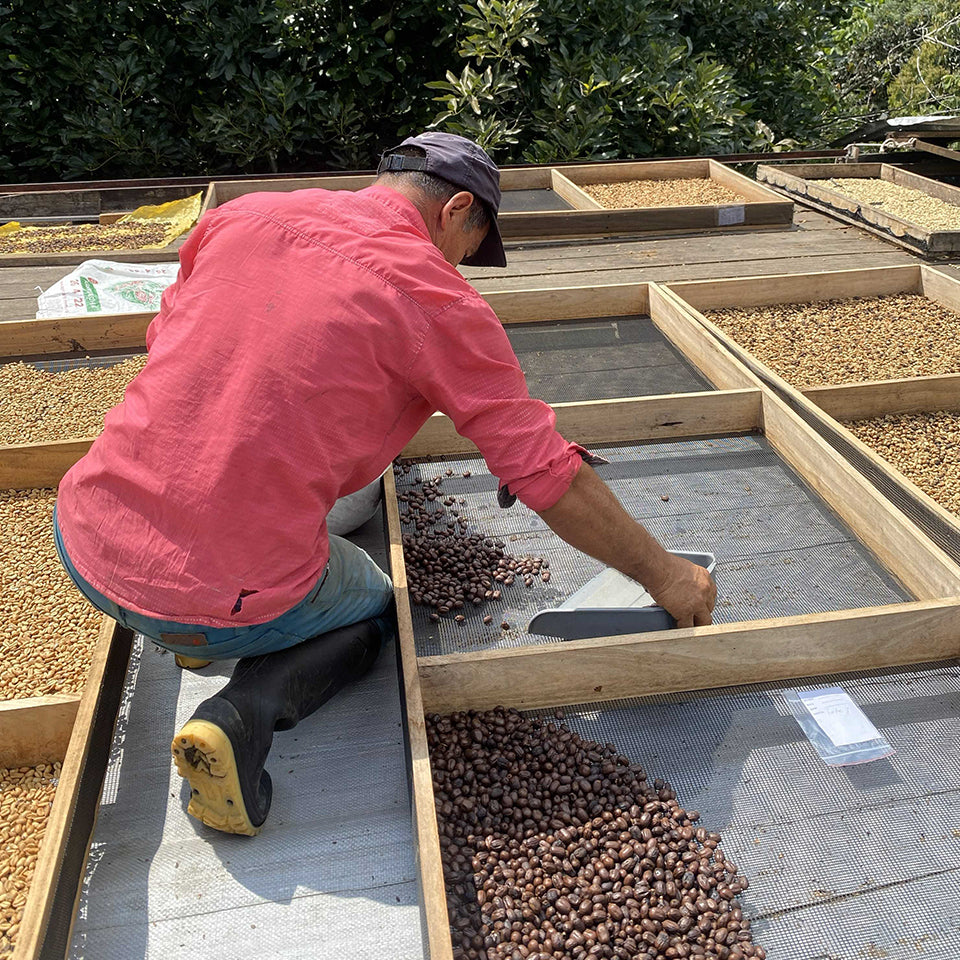 コロンビア ミカヴァサンチュアリオ農園 ゲイシャ CMナチュラル