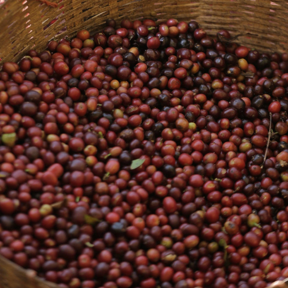 スプリングブレンド