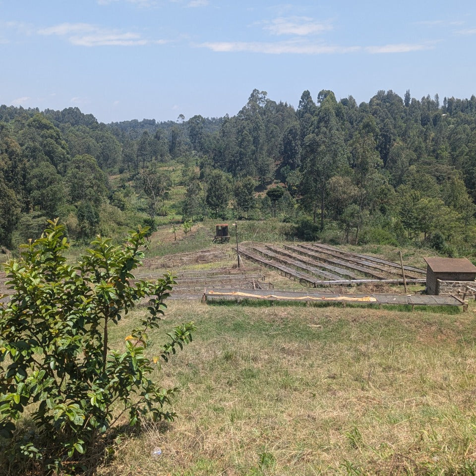 ケニア サゲイニ CMウォッシュド