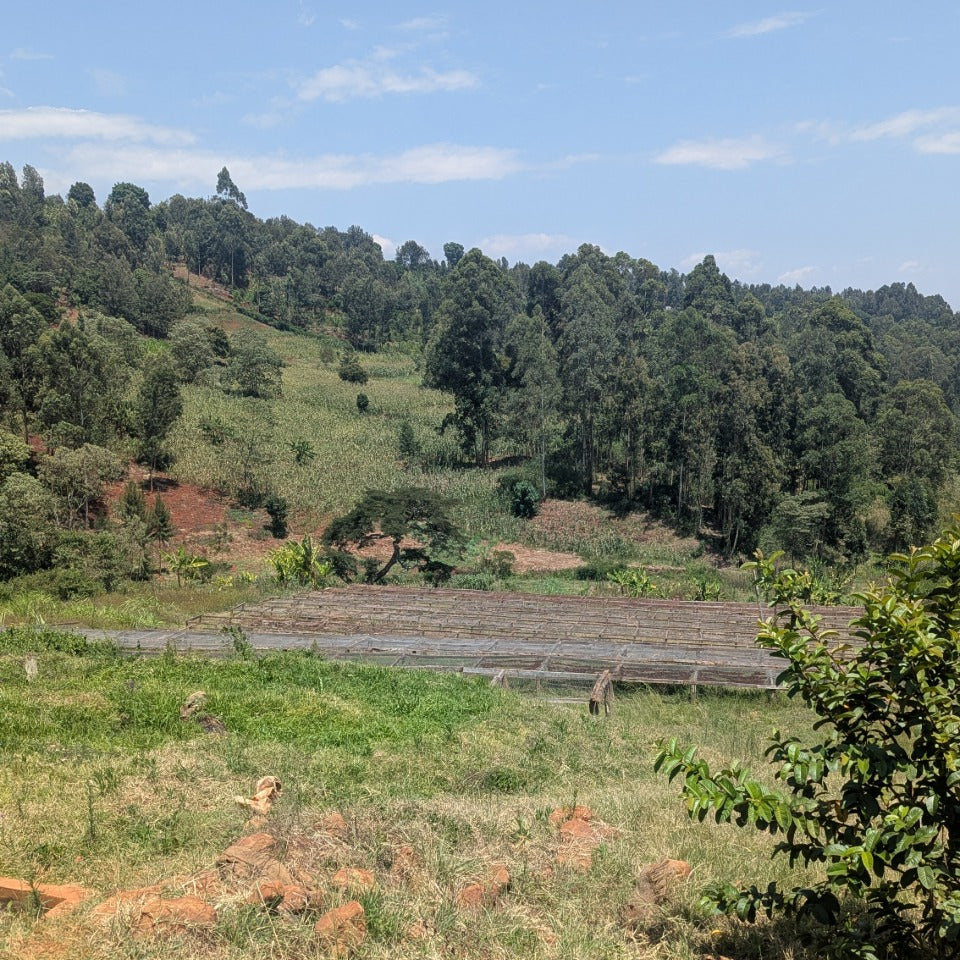 ケニア サゲイニ